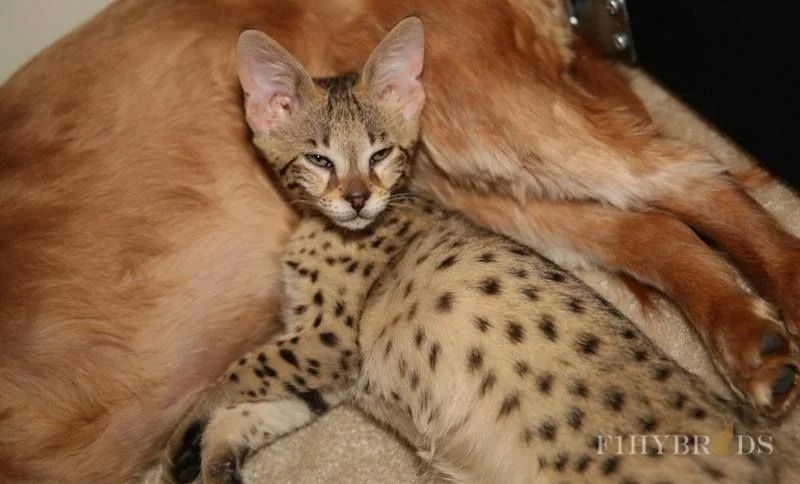F1Hybrids Savannahs WorldKittens