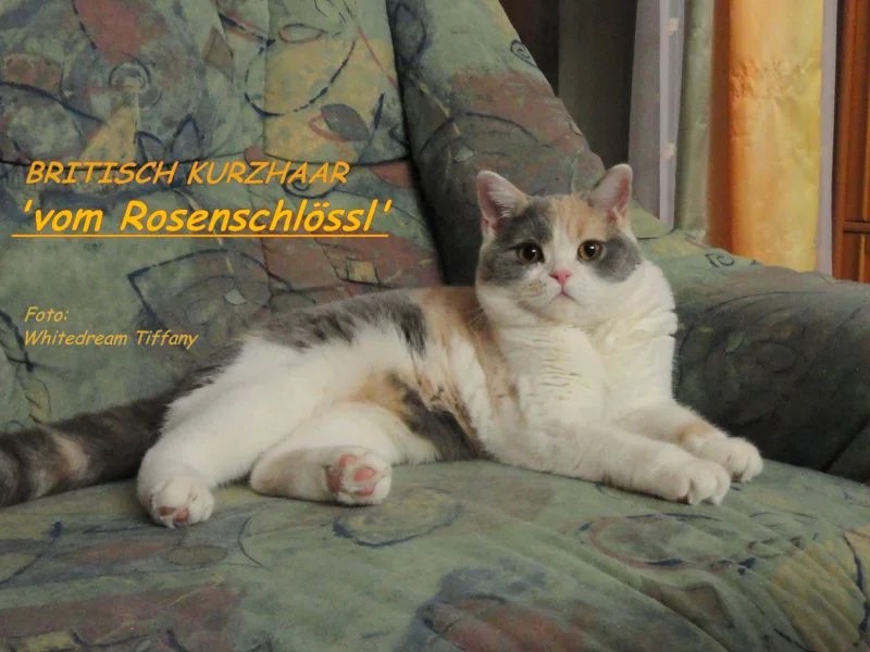 vom Rosenschlössl A WorldKittens
