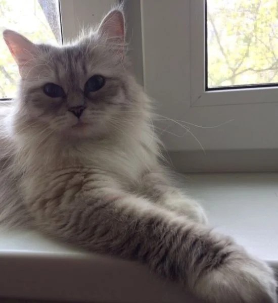 Rostislava (Sibirische Katze) WorldKittens