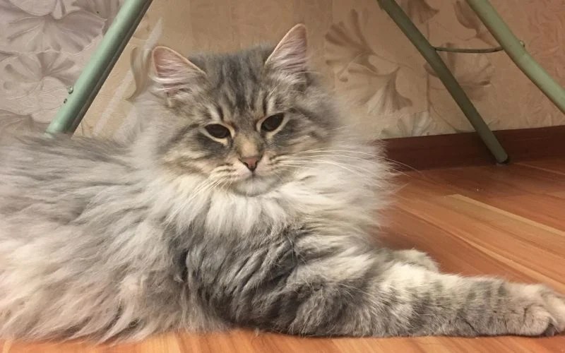 Italya Formula Uspekha*RUS (Sibirische Katze) WorldKittens