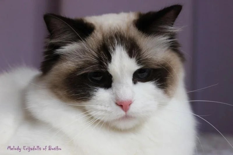 Melody (Ragdoll) WorldKittens