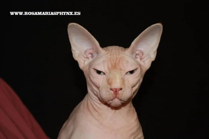 ROMEO (Sphynx) WorldKittens