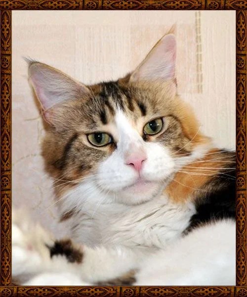CH Russi Mystic Goddess (Maine Coon) WorldKittens