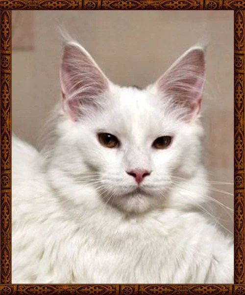 CH (TICA) Ingrid LongMeadow (Maine Coon) WorldKittens