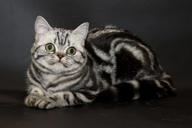 Elite Brand`s Roskosh (Britisch Kurzhaar) WorldKittens