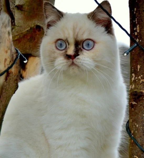 Lady Chatterly (Britisch Kurzhaar) WorldKittens