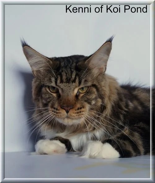 Kenni of Koi Pond (Maine Coon) WorldKittens