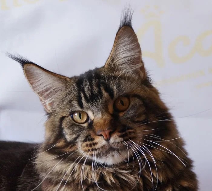 G.Int.Ch.Freedom Z'Matrixu (Maine Coon) WorldKittens