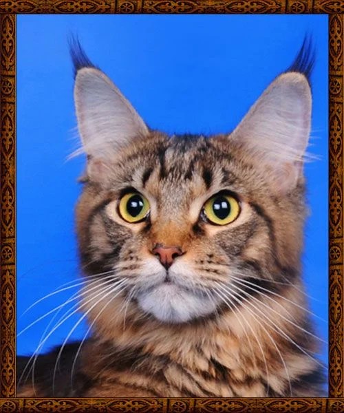 Catsvill County’s Tassel Shaggy (Maine Coon) WorldKittens
