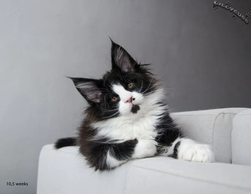 I Wurf von Maine Coon WorldKittens