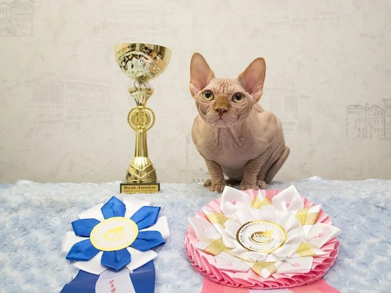 "B" Wurf von Sphynx WorldKittens