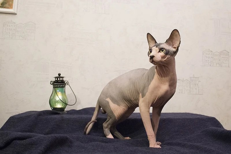 "B" Wurf von Sphynx WorldKittens