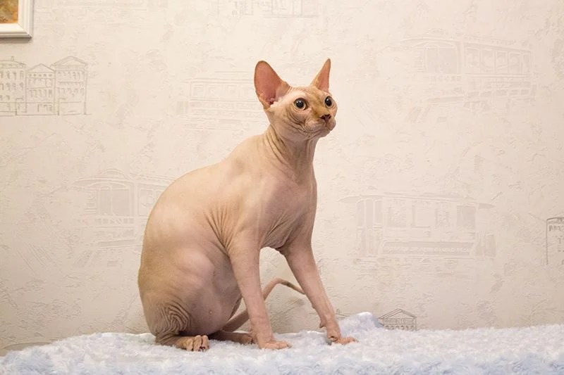 "B" Wurf von Sphynx WorldKittens