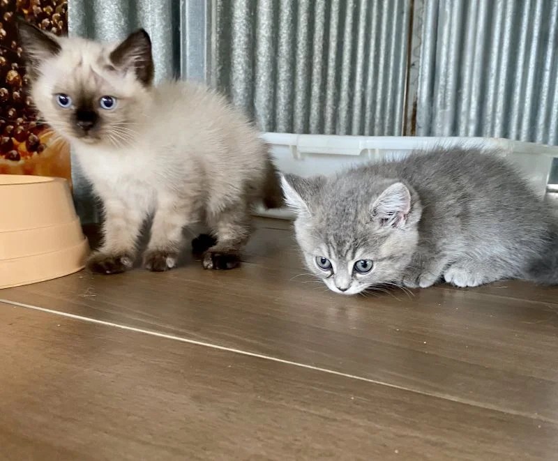 Carraixet Wurf von Munchkin WorldKittens