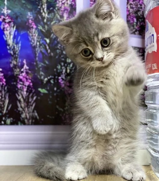 Carraixet Wurf von Munchkin WorldKittens