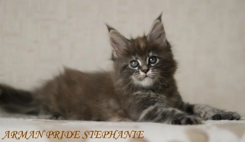 s Wurf von Maine Coon WorldKittens