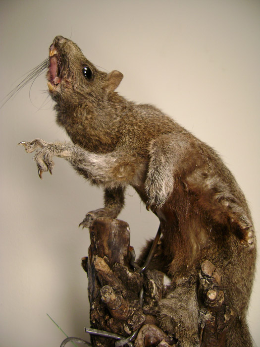 Gallery Dead Animal Art