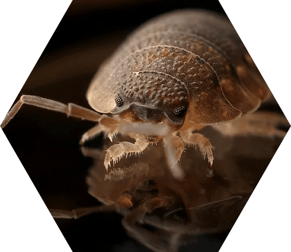 Bed bugs Dead Cert Pest Control Cornwall