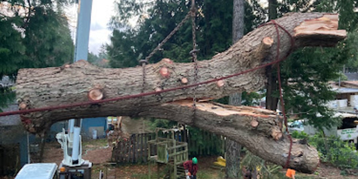 When Does Cutting Down Trees Increase Property Value?