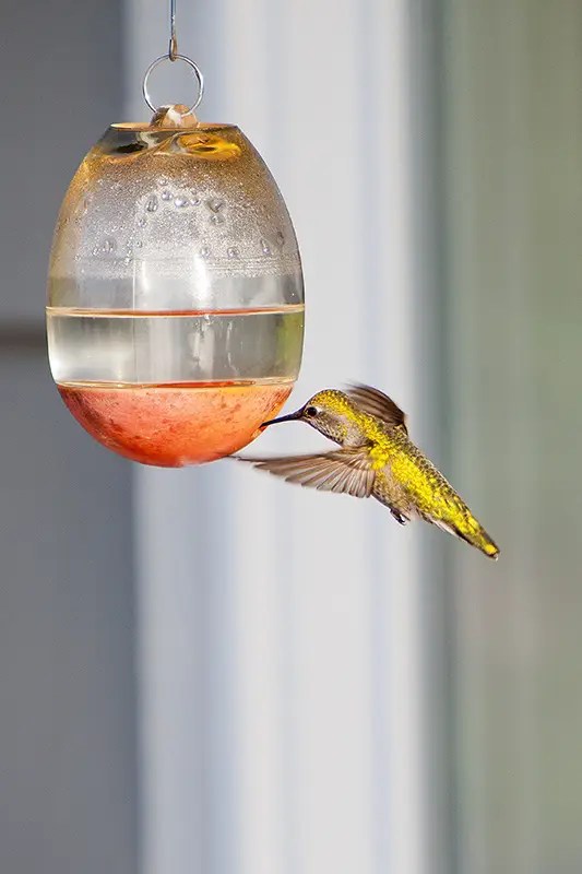 Bird Droppings Hummers! DeadSplinter