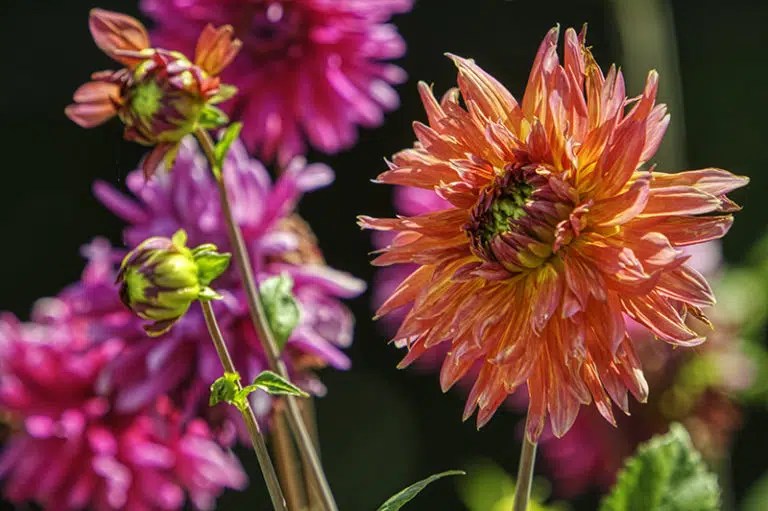 Petal Droppings Dahlias DeadSplinter