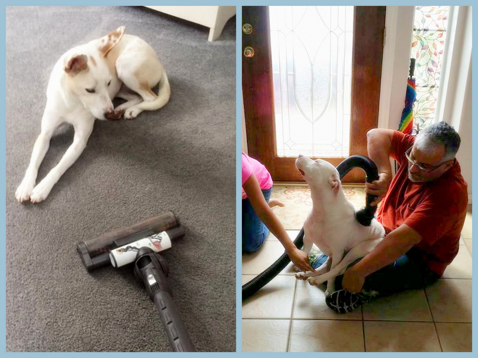 10 Reasons Why Deaf Dogs Rock Deaf Dogs Rock