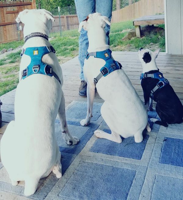 Harnesses We Love! Deaf Dogs Rock