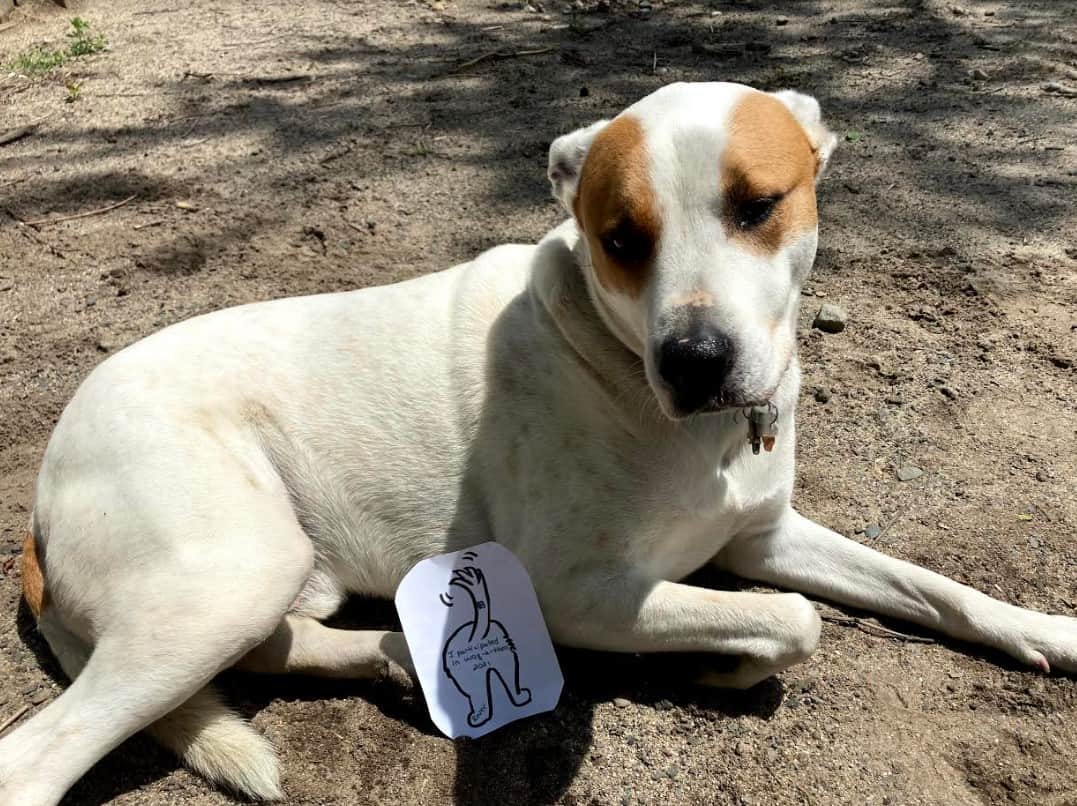 Good Dog University and K9 Daycare Hosts Their 6th Annual Wagathon to