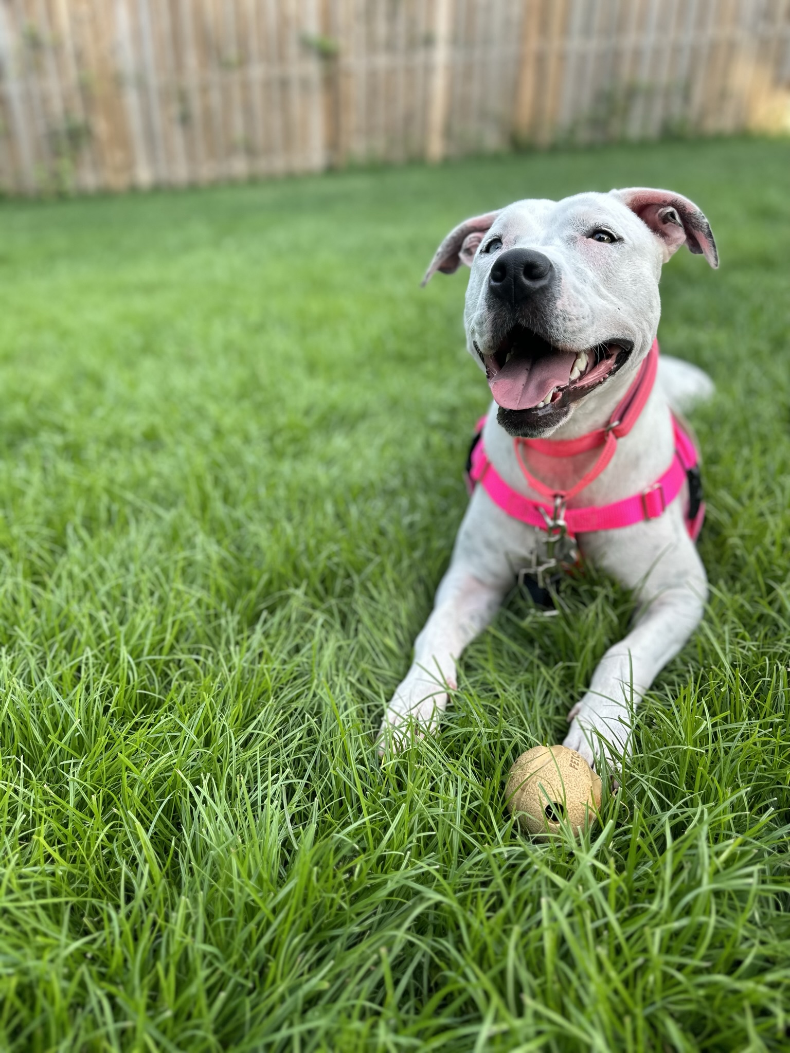 Nutmeg VA Deaf Dogs Rock