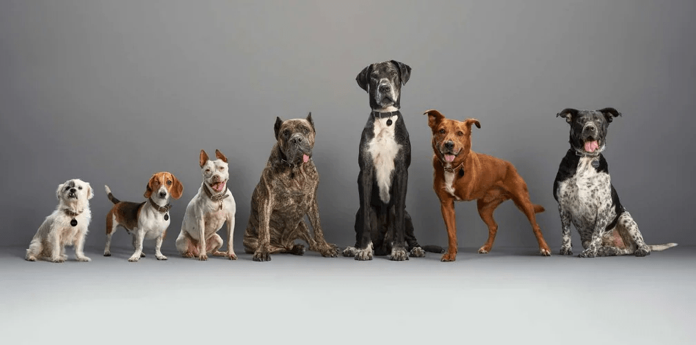 What’s the Best Subaru Model for Your Dog?