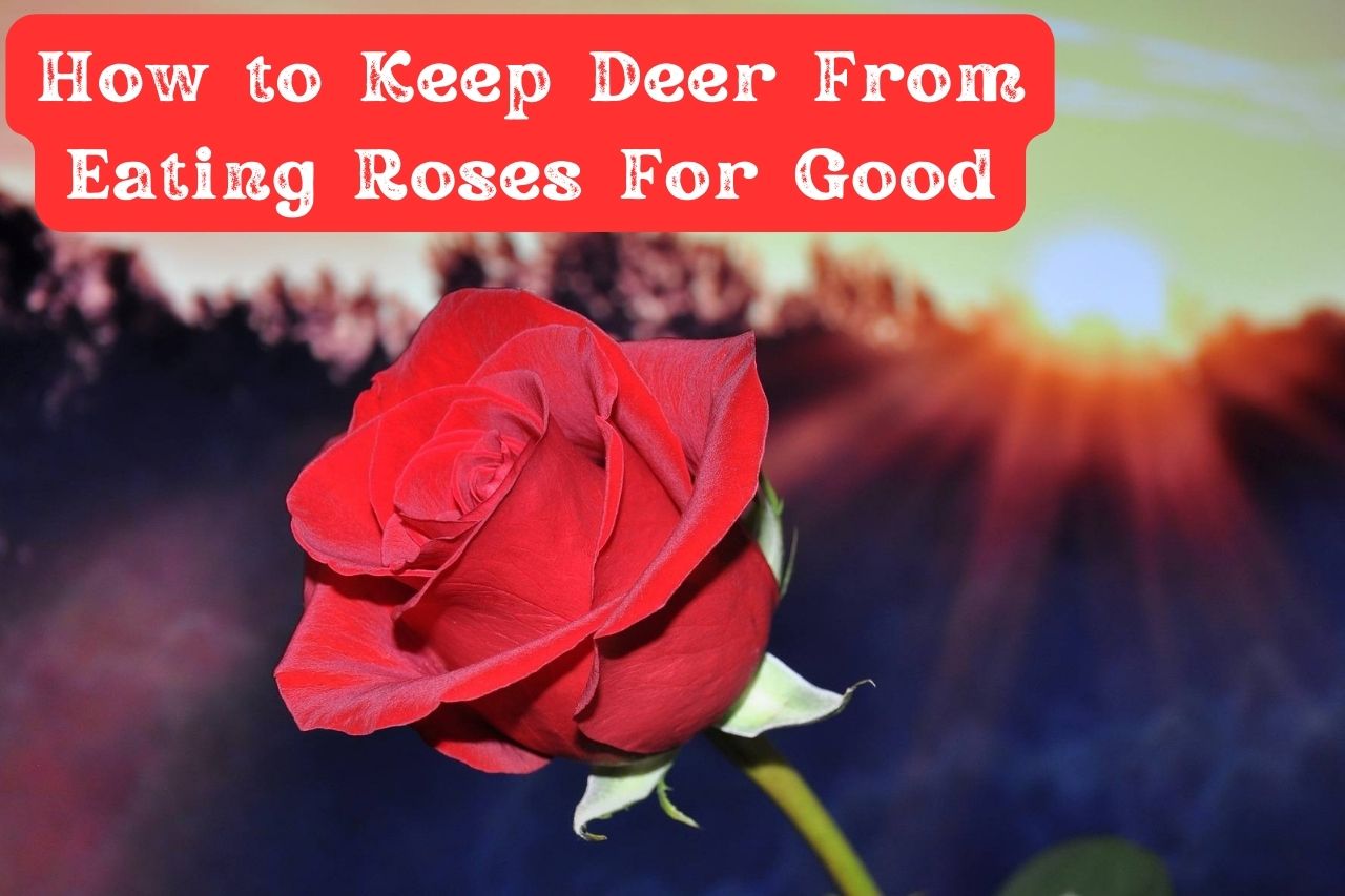 How to Keep Deer From Eating Roses For Good! Stop the Deer Damage! Dealing With Deer