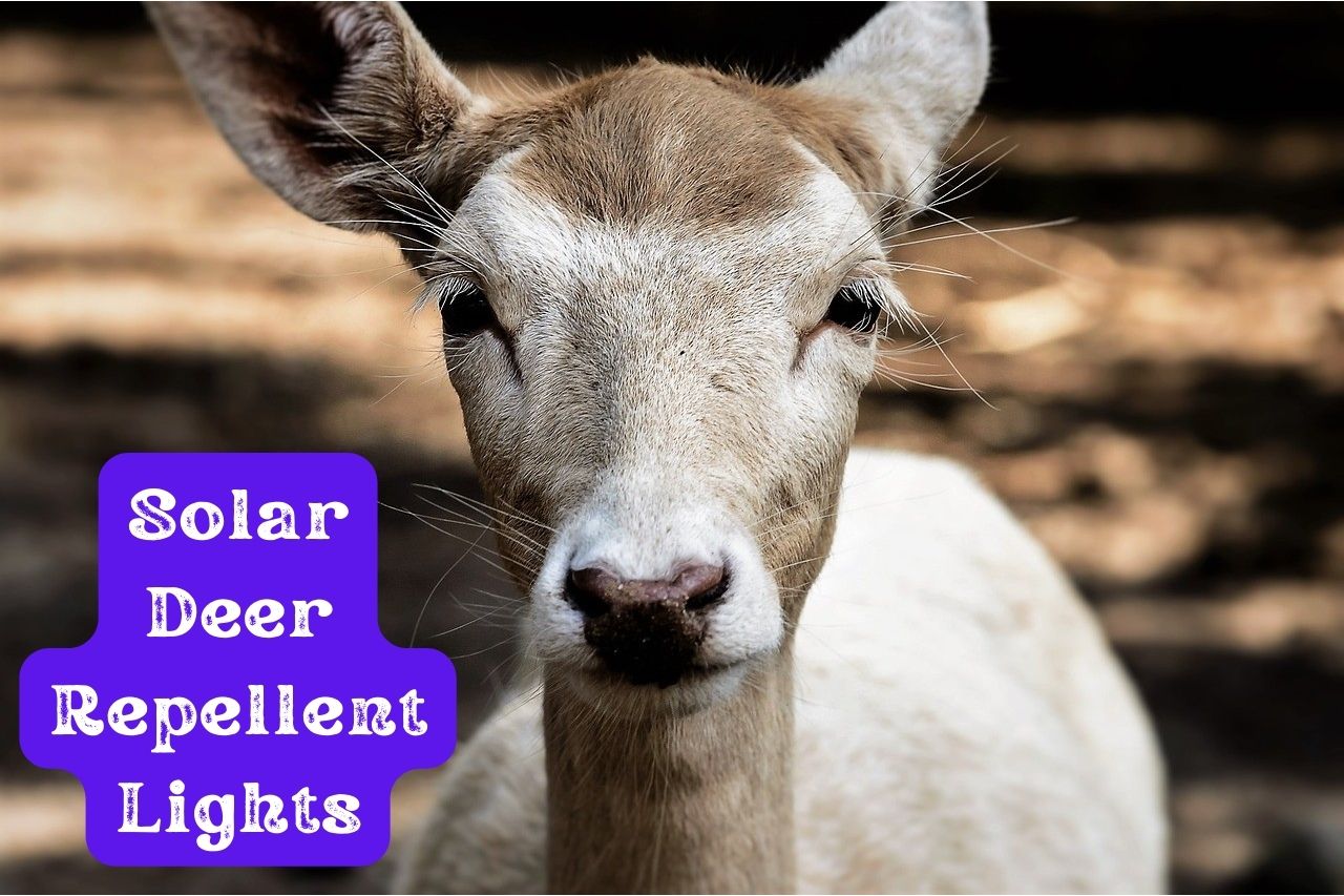 Solar Deer Repellent Lights A Great Way to Scare Deer Away! Dealing