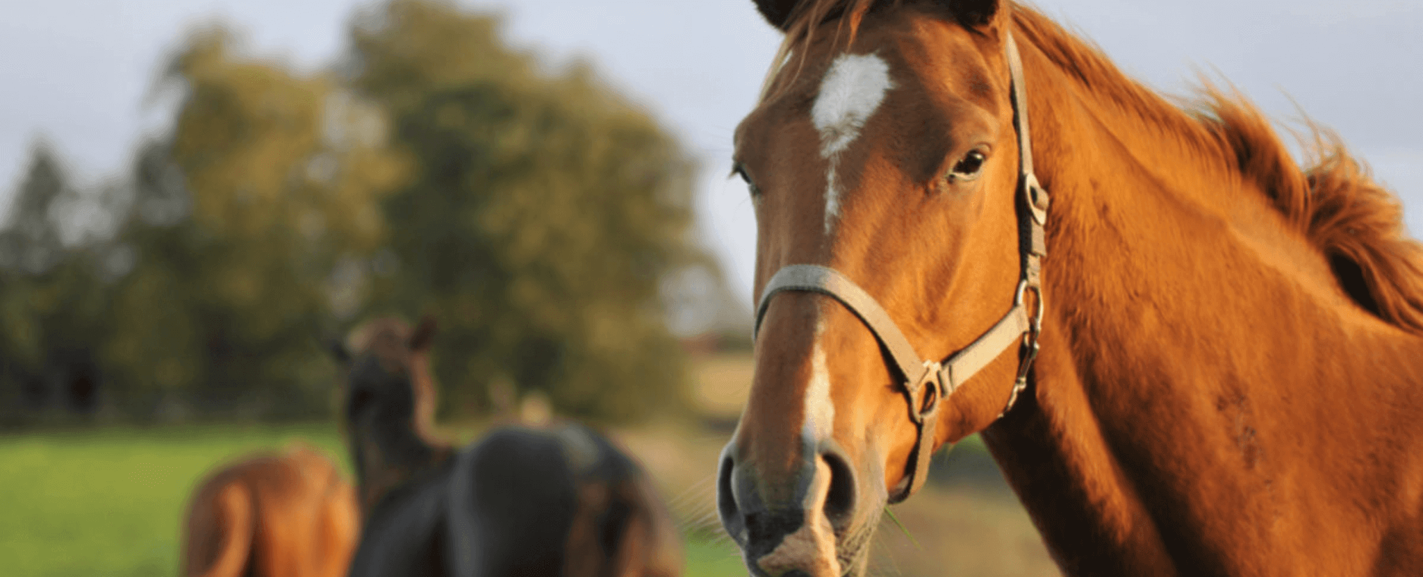 Equine Sales and Use Tax Dean Dorton CPAs and Advisors Accounting