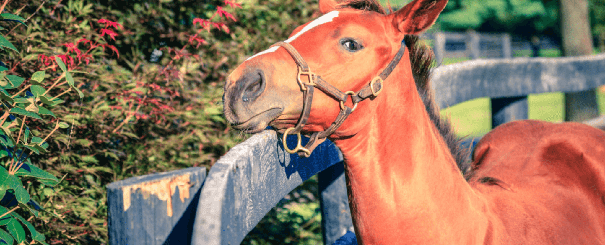 Equine Sales and Use Tax Dean Dorton CPAs and Advisors Accounting