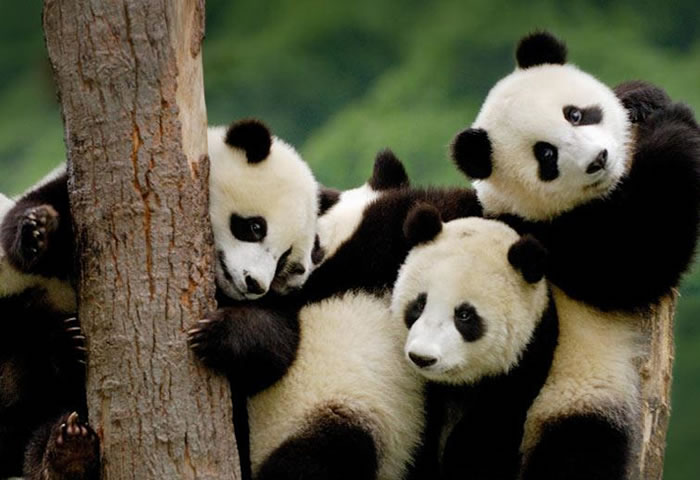 Animales del Bosque Panda Gigante
