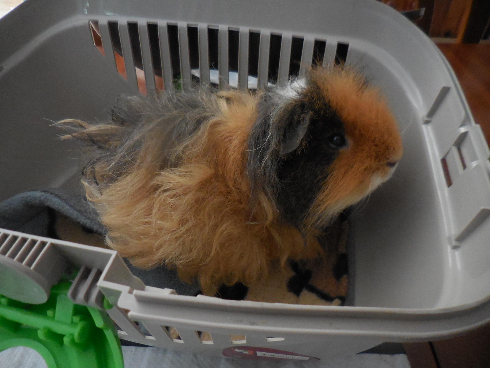 Pet Carrier Liners Deano Designs Perth