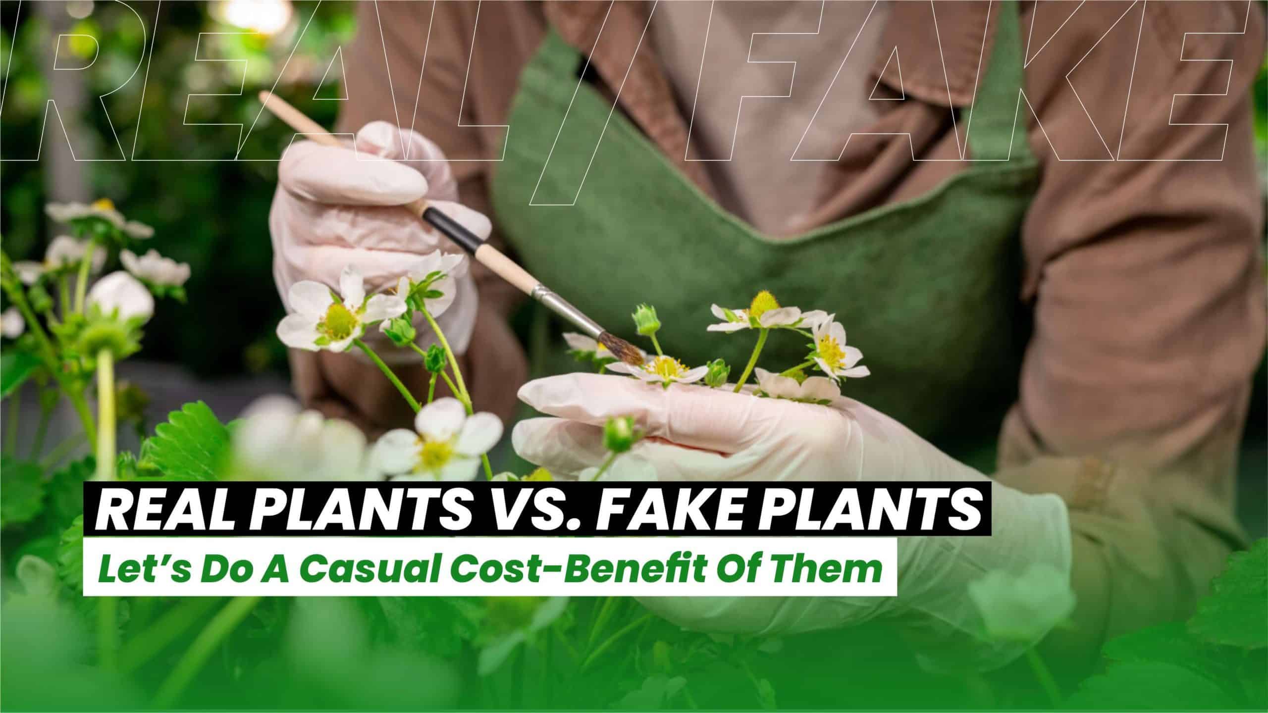 Real Plants vs. Fake Plants Lets Do A Casual Cost Benefit Of Them.