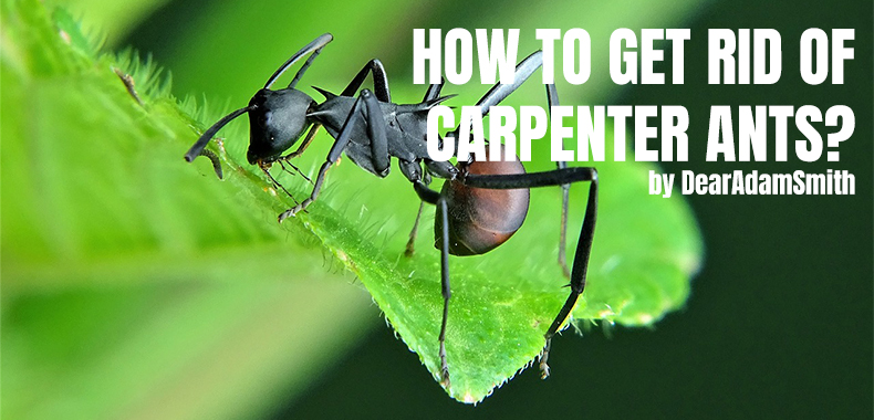 How To Get Rid Of Carpenter Ants