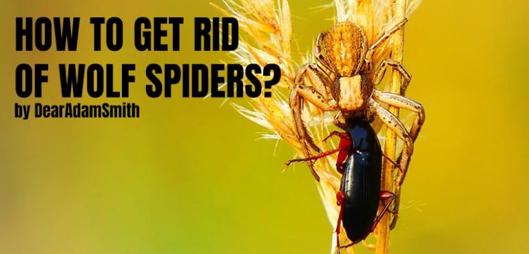 How To Get Rid Of Ground Moles Dear Adam Smith Dear Adam Smith