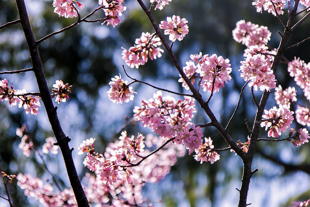 Cherry Blossom Festival Auburn Botanical Gardens Dear Chibi