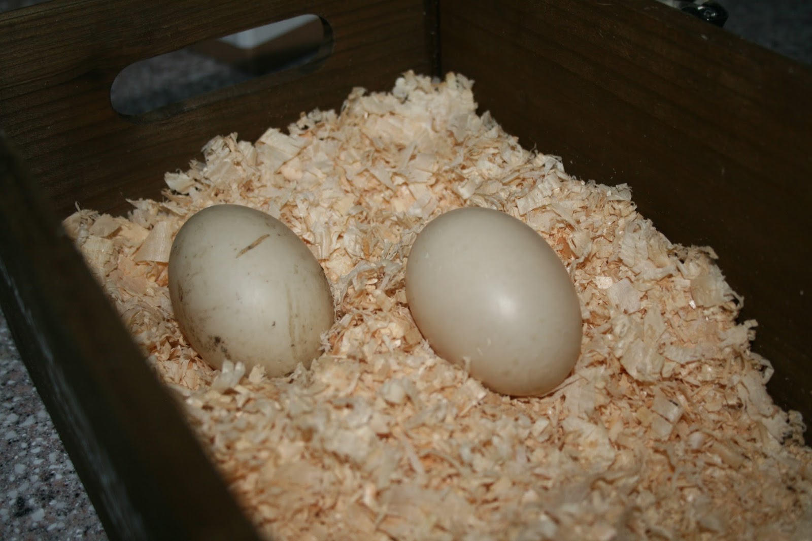 Slackers Why Did My Muscovy Stop Laying Eggs? Dear Juneberry…