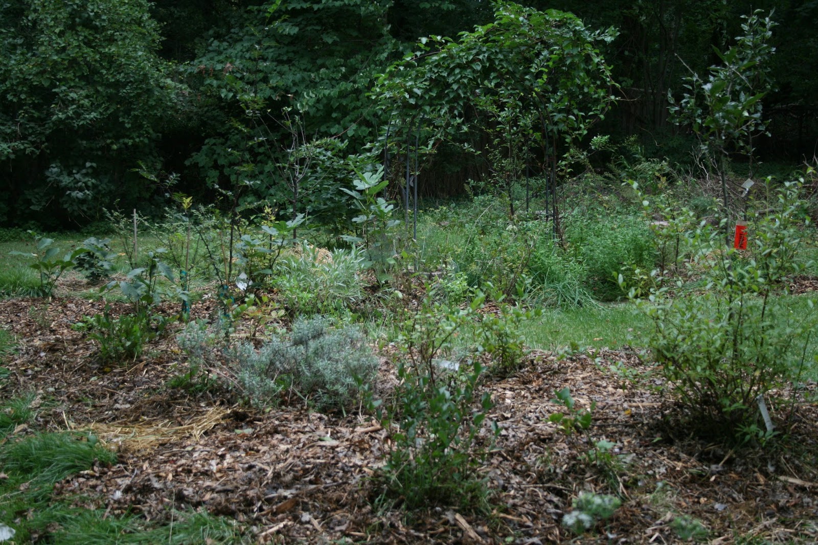 Plants For A Temperate Food Forest Dear Juneberry…