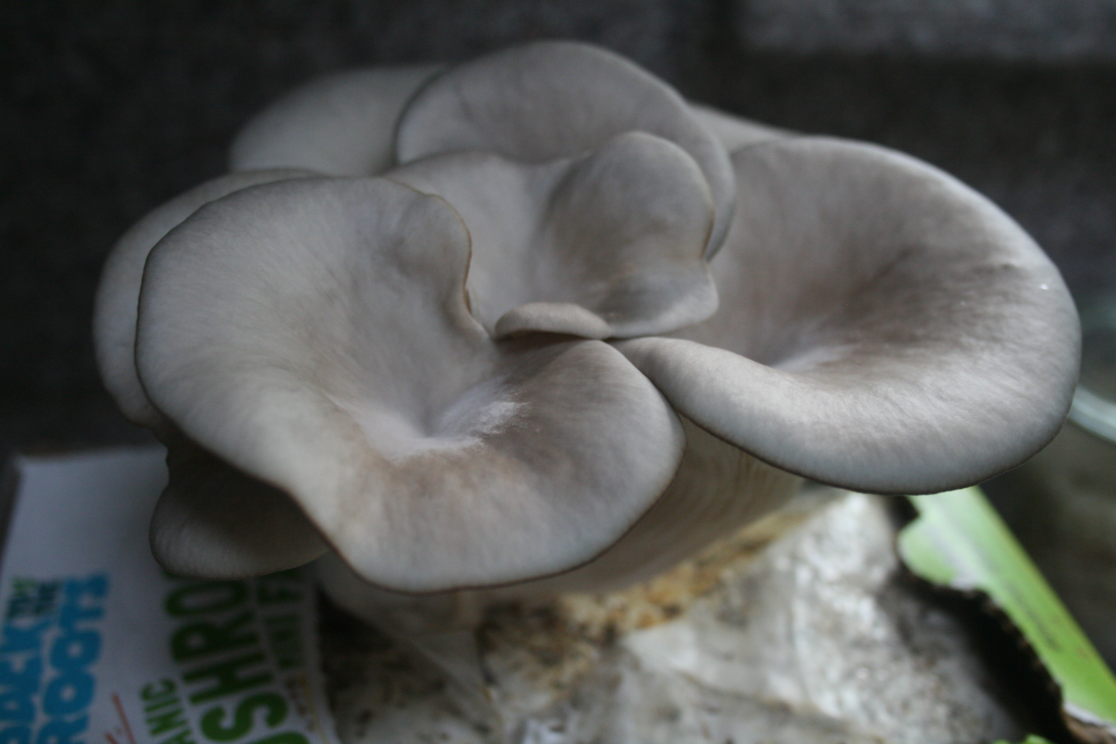 Back To The Roots Mushroom Kit Review Dear Juneberry…