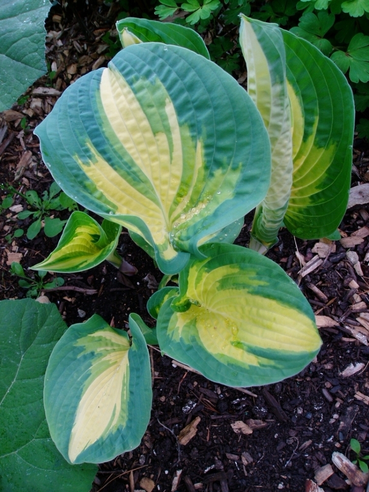 Funkien Hosta Eine pflegeleichte und imposante Staude