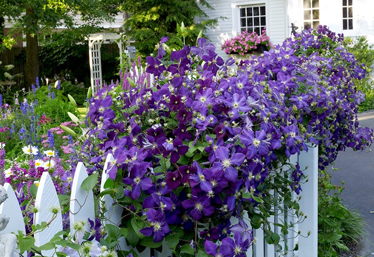 Welche Rankhilfe für Clematis? Hier sind 10 gute Ideen