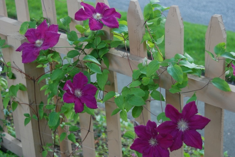 Welche Rankhilfe für Clematis? Hier sind 10 gute Ideen