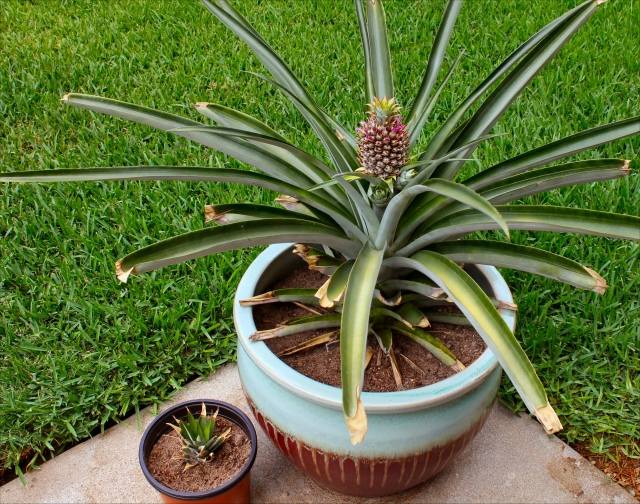 Une idée simple pour faire pousser un ananas chez nous