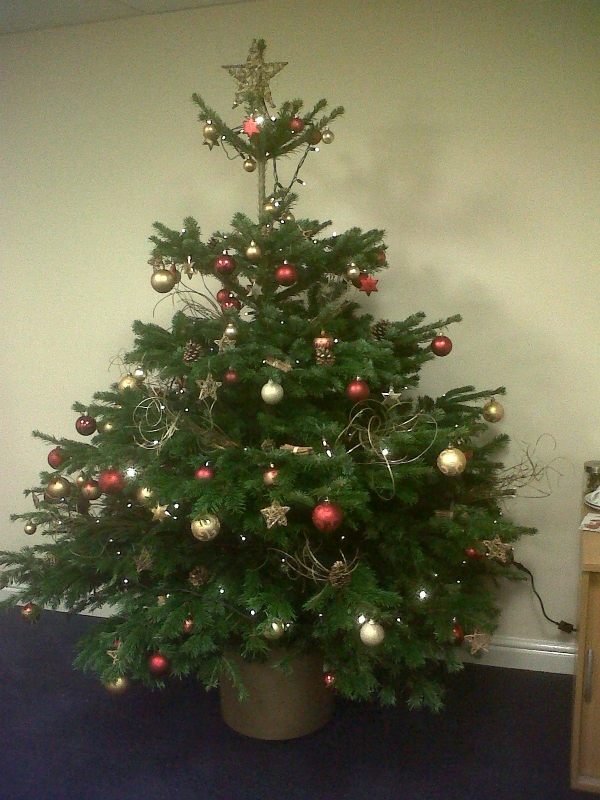 Choosing the perfect Christmas tree what we need to know