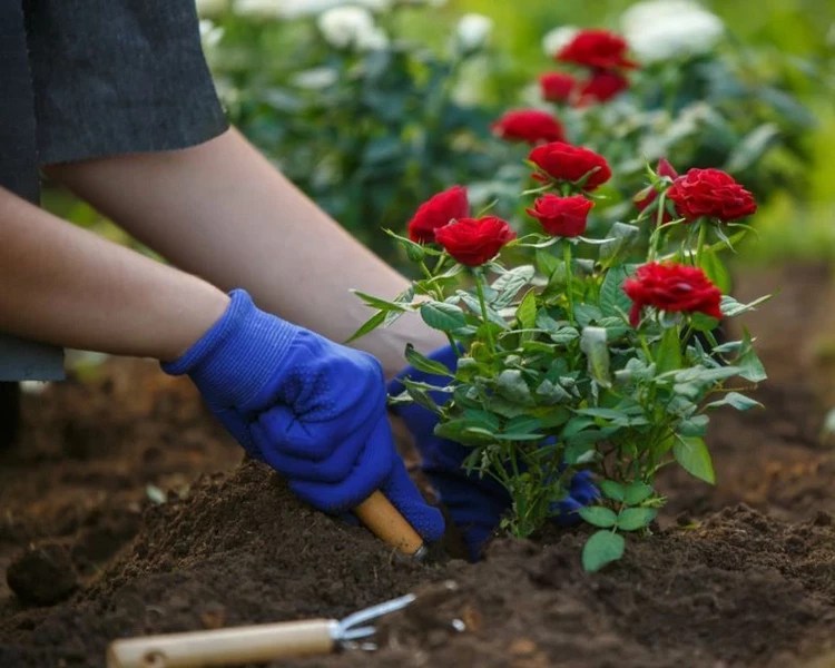 Where, When and How to Plant Roses All the Information That You Need