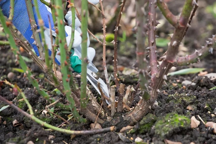 How to Prune Bush Roses Take Care of the Queen of Flowers